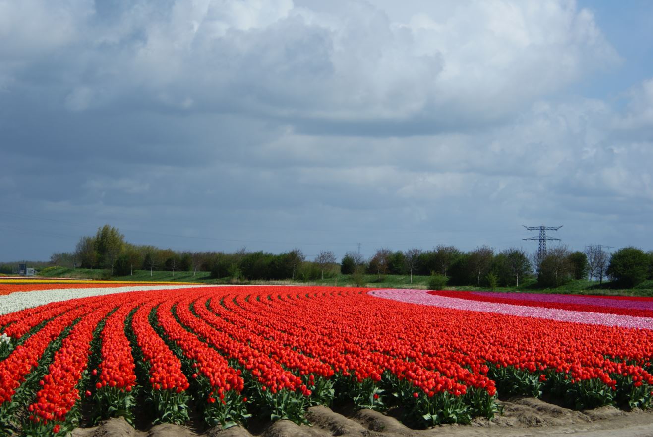  Tulpen-Zeeland