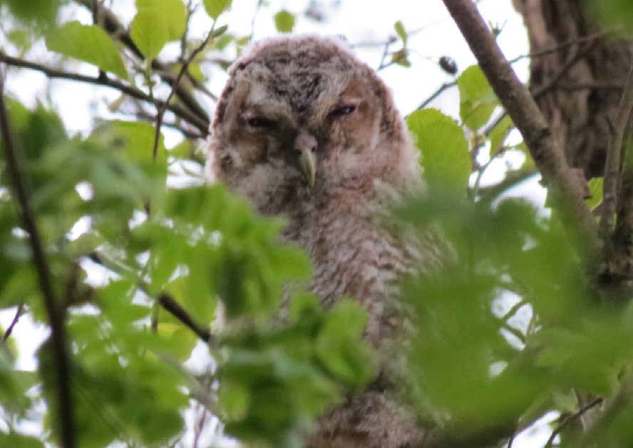 jonge bosuilen in Ankeveen