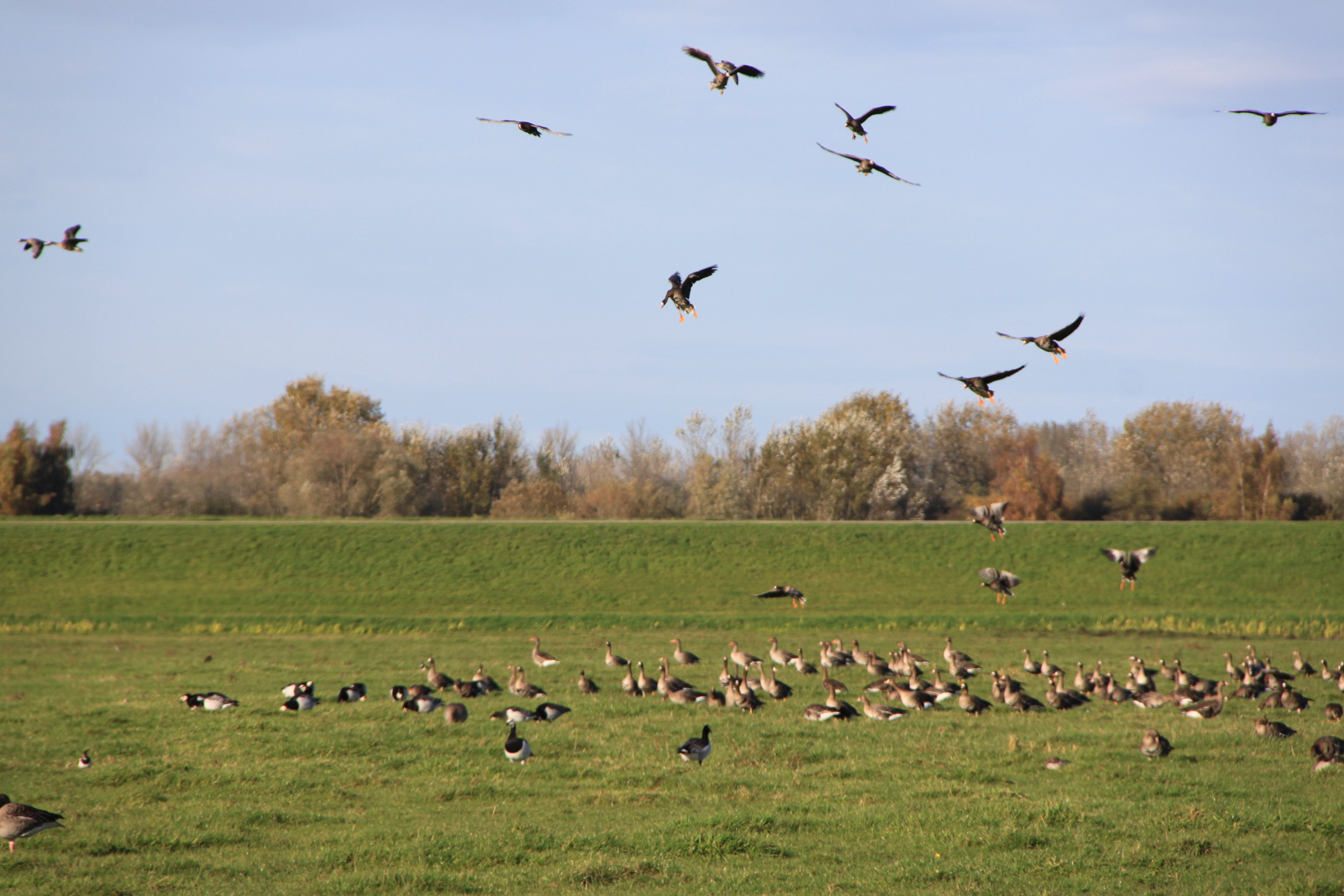Luchtlanding grauwe ganzen