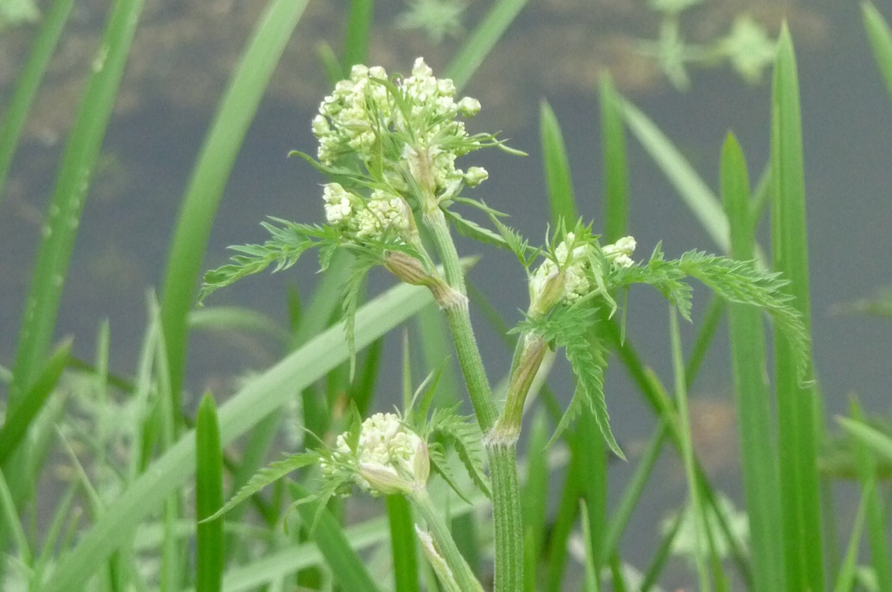 Ben even de naam kwijt