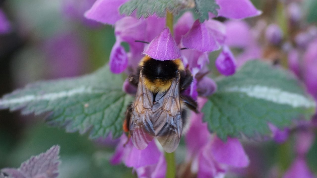een blinde bij in een doven netel