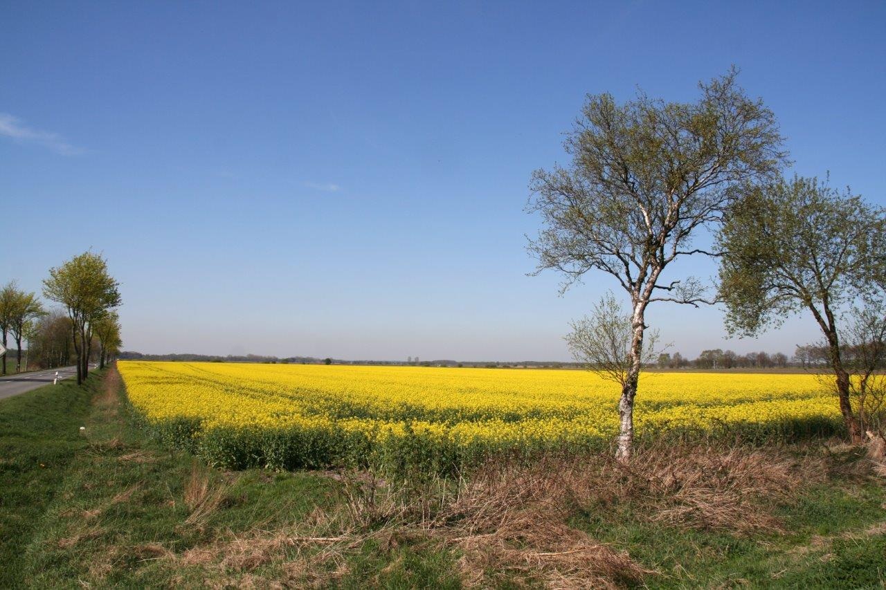 Koolzaad veld