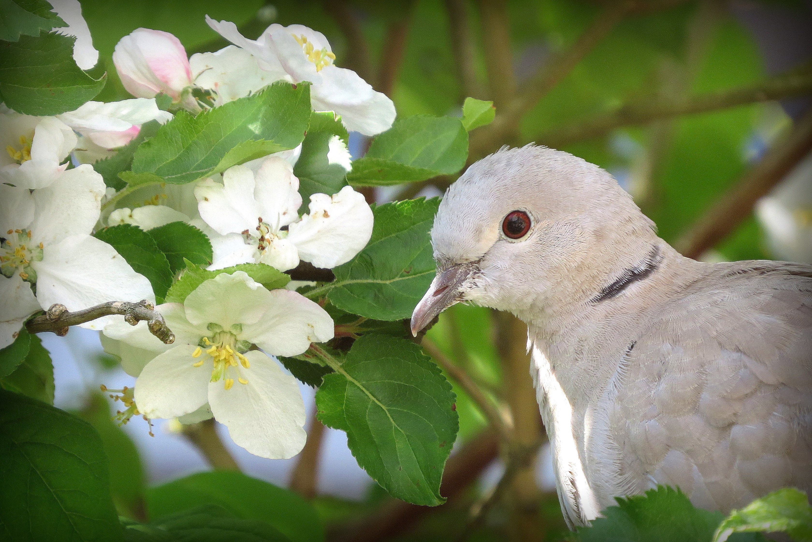 Jonge 'bloem' in de appelboom