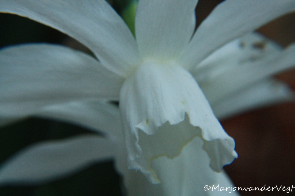 Witte narcis