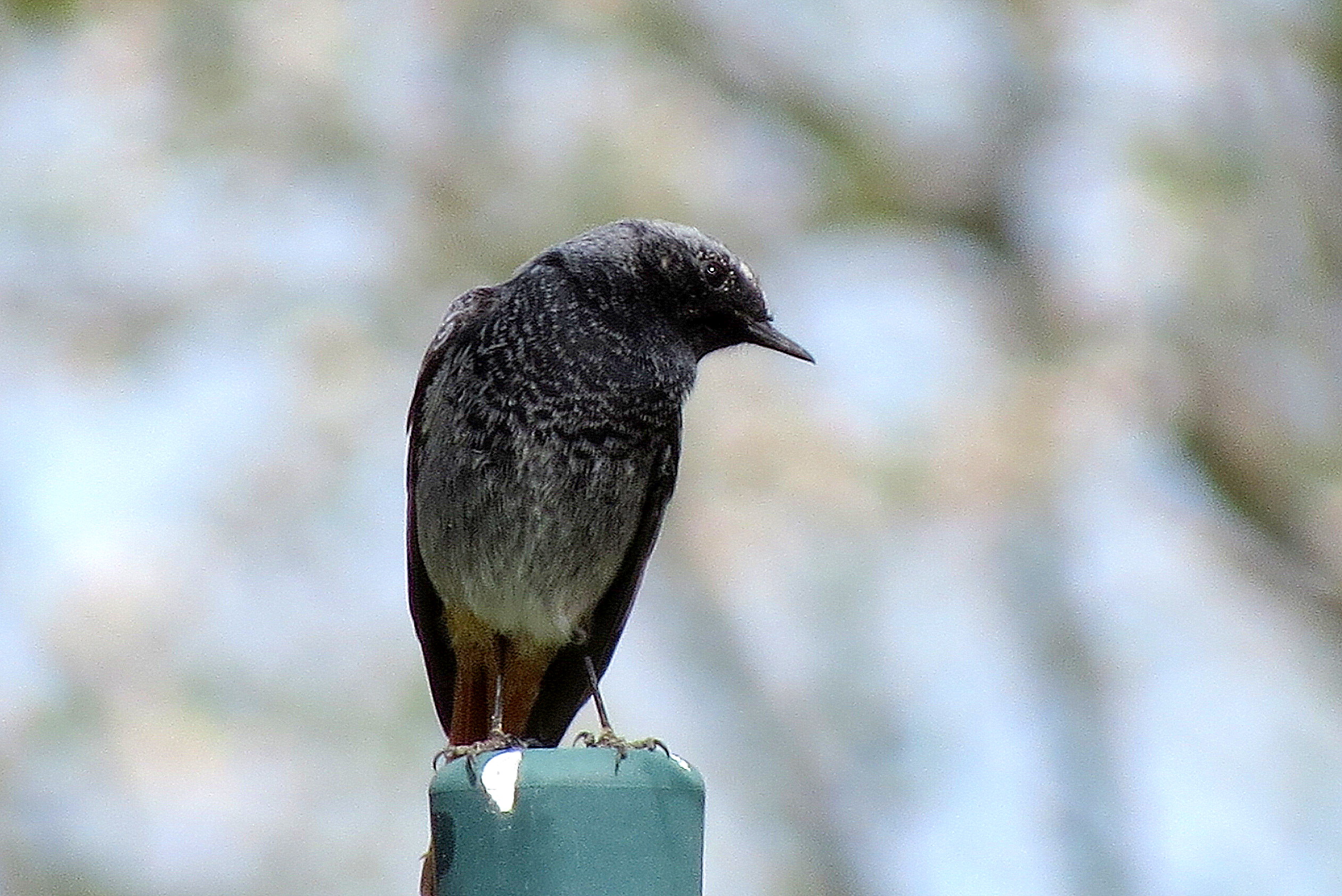 Poseren op een paaltje