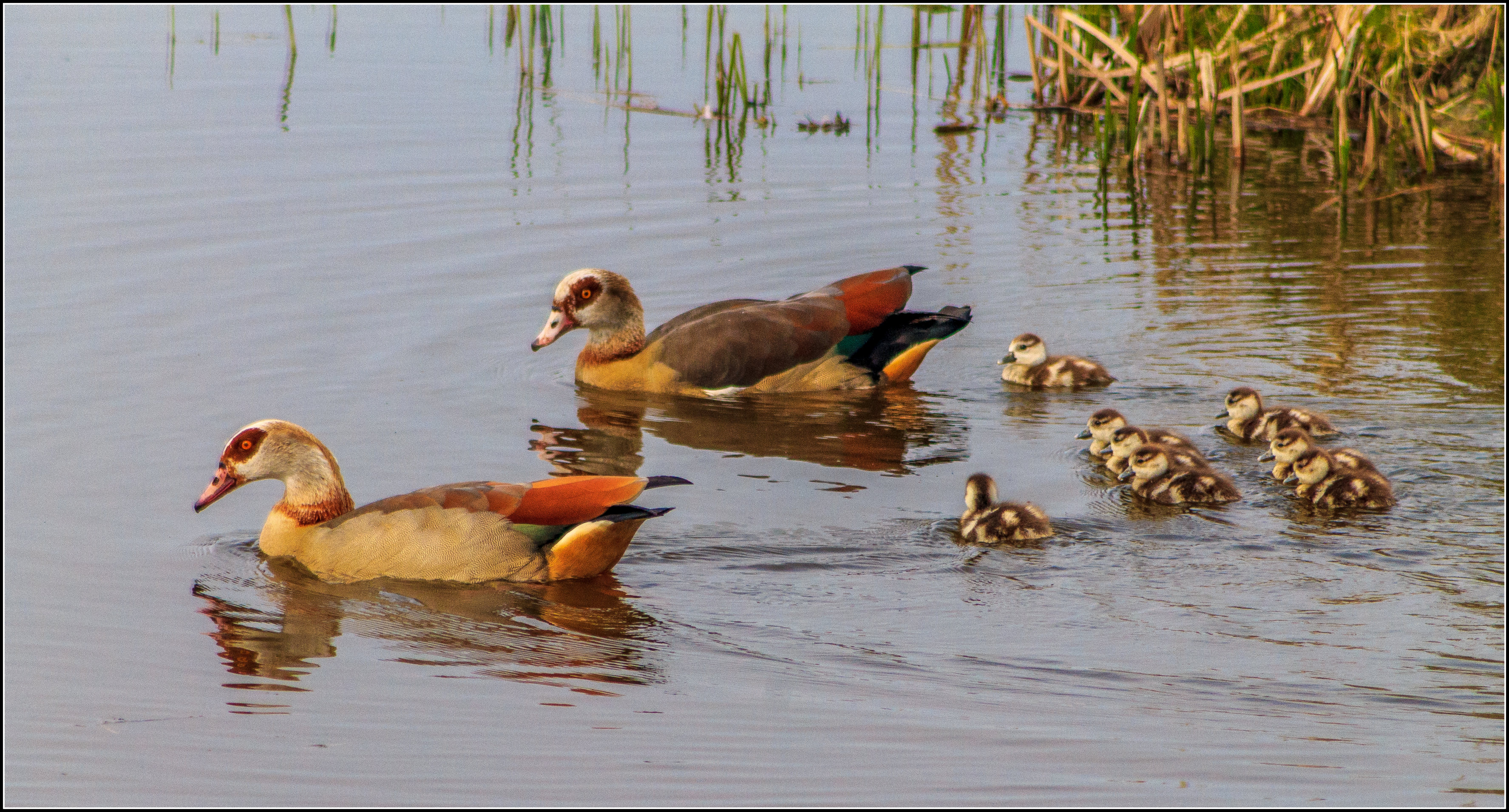 Nijlgans met kuikens.