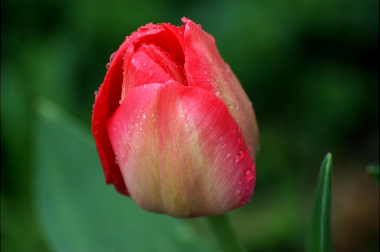 tulp