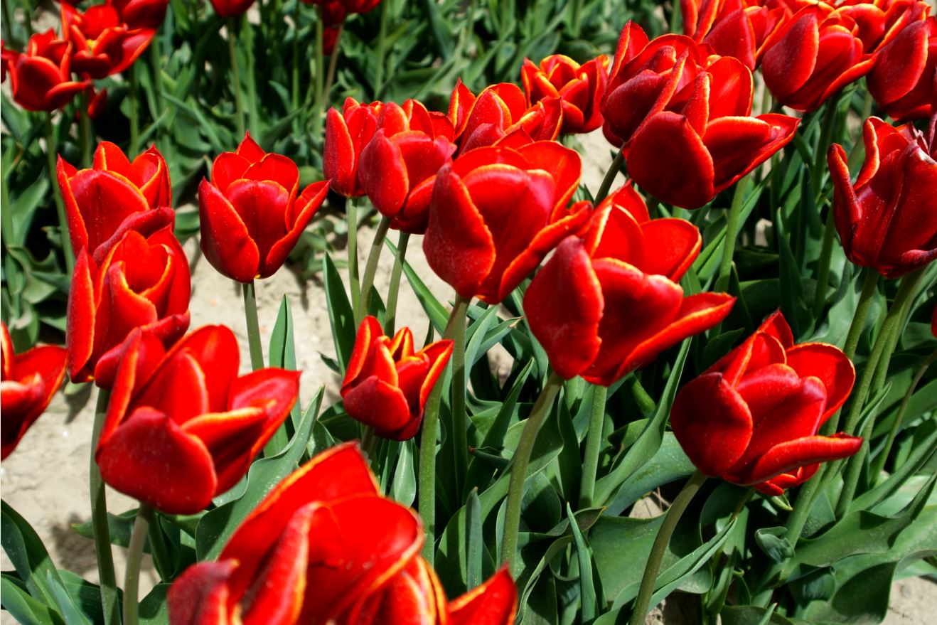  Tulpen-Zeeland