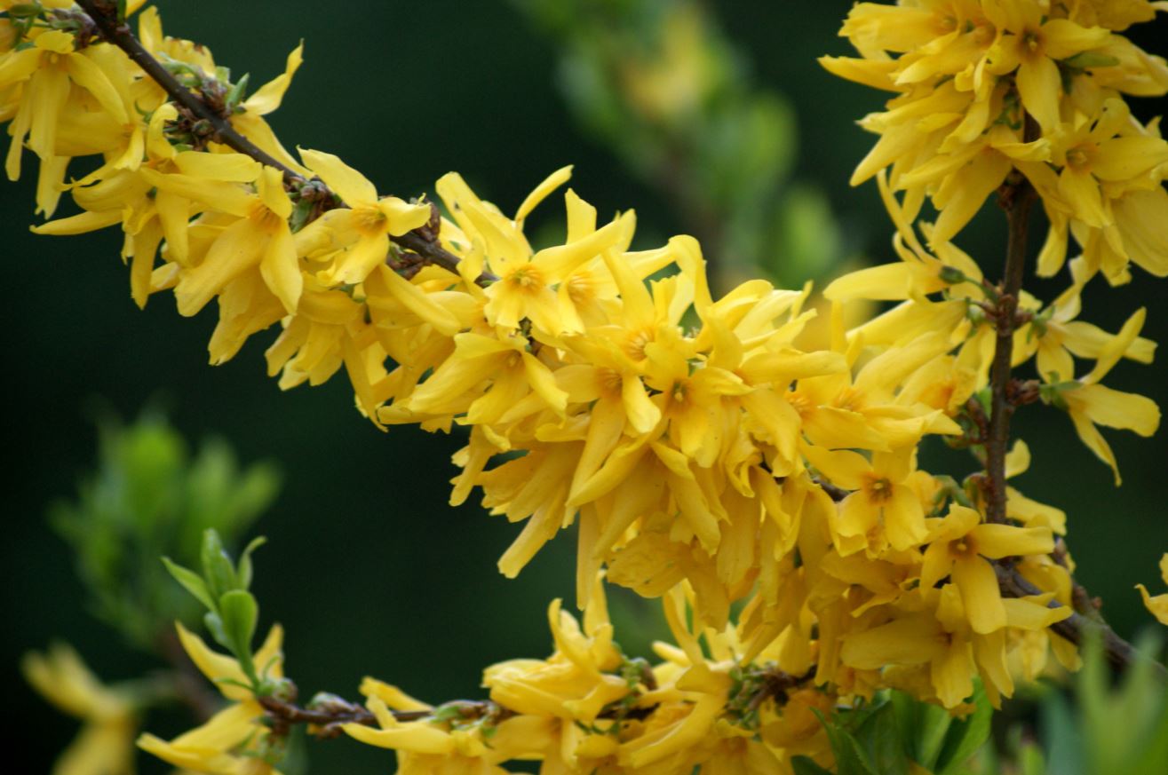 bloeiende forsythia