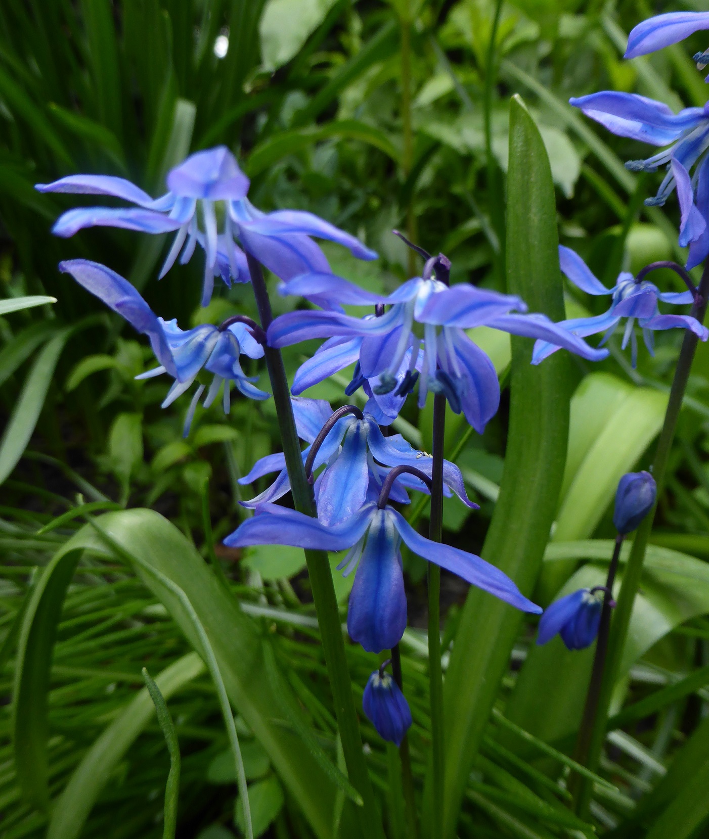 Oosterse sterhyacint