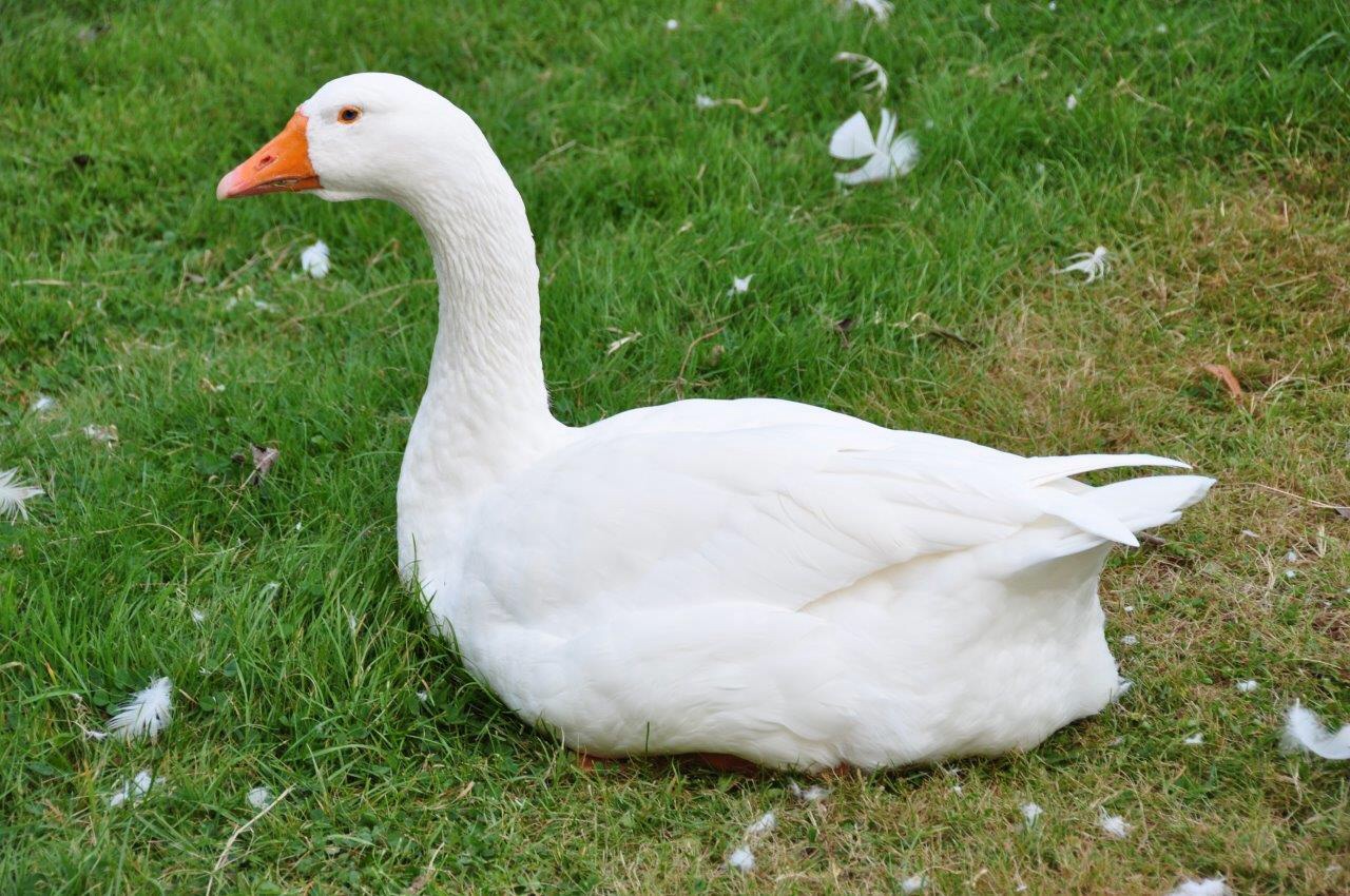 Witte gans