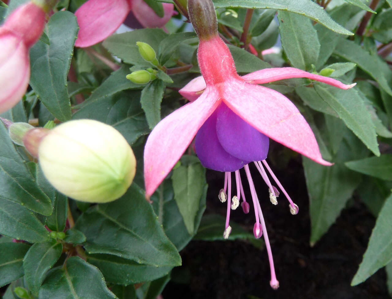 Fuchsia 3