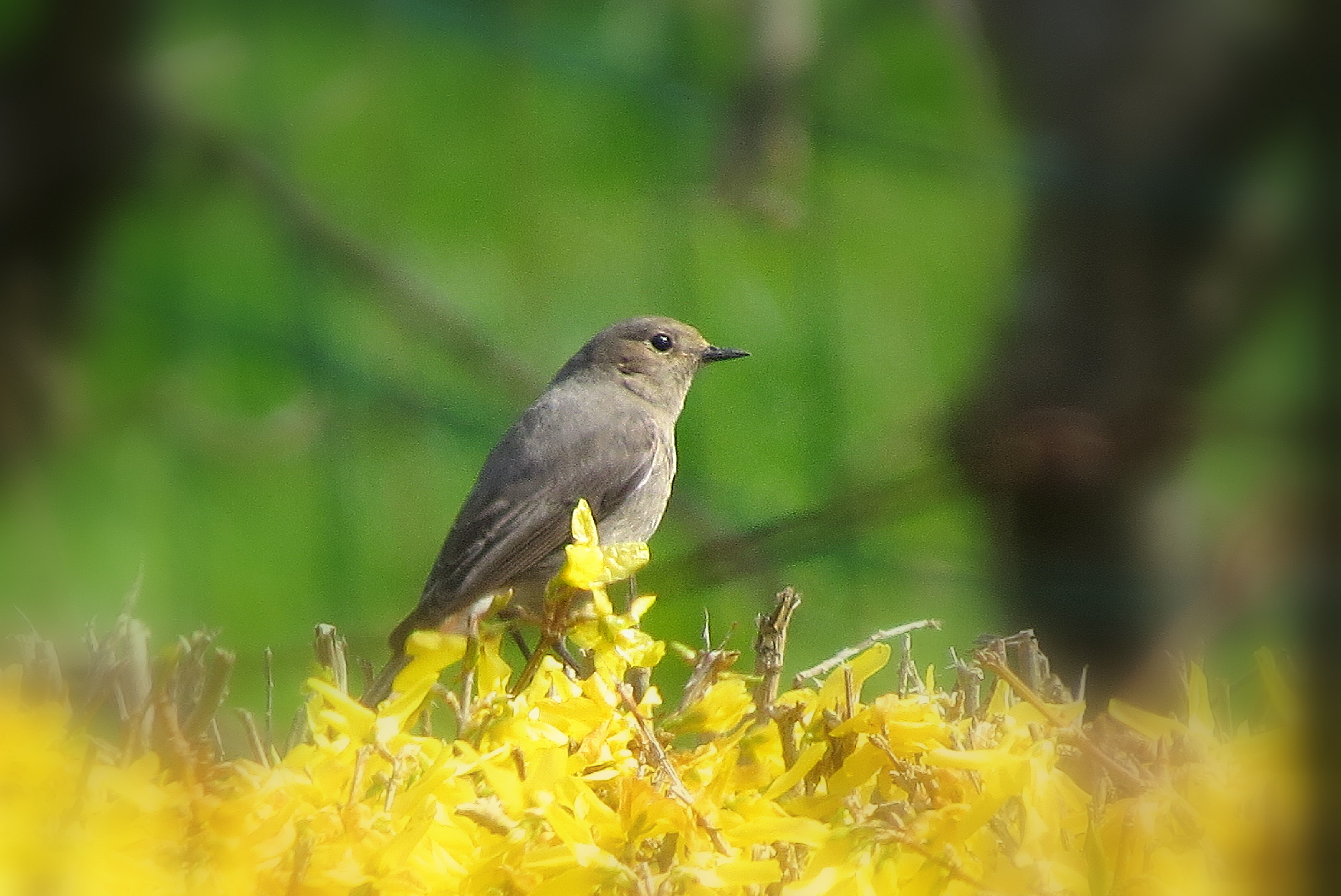 Uitkijk boven de bloemetjes