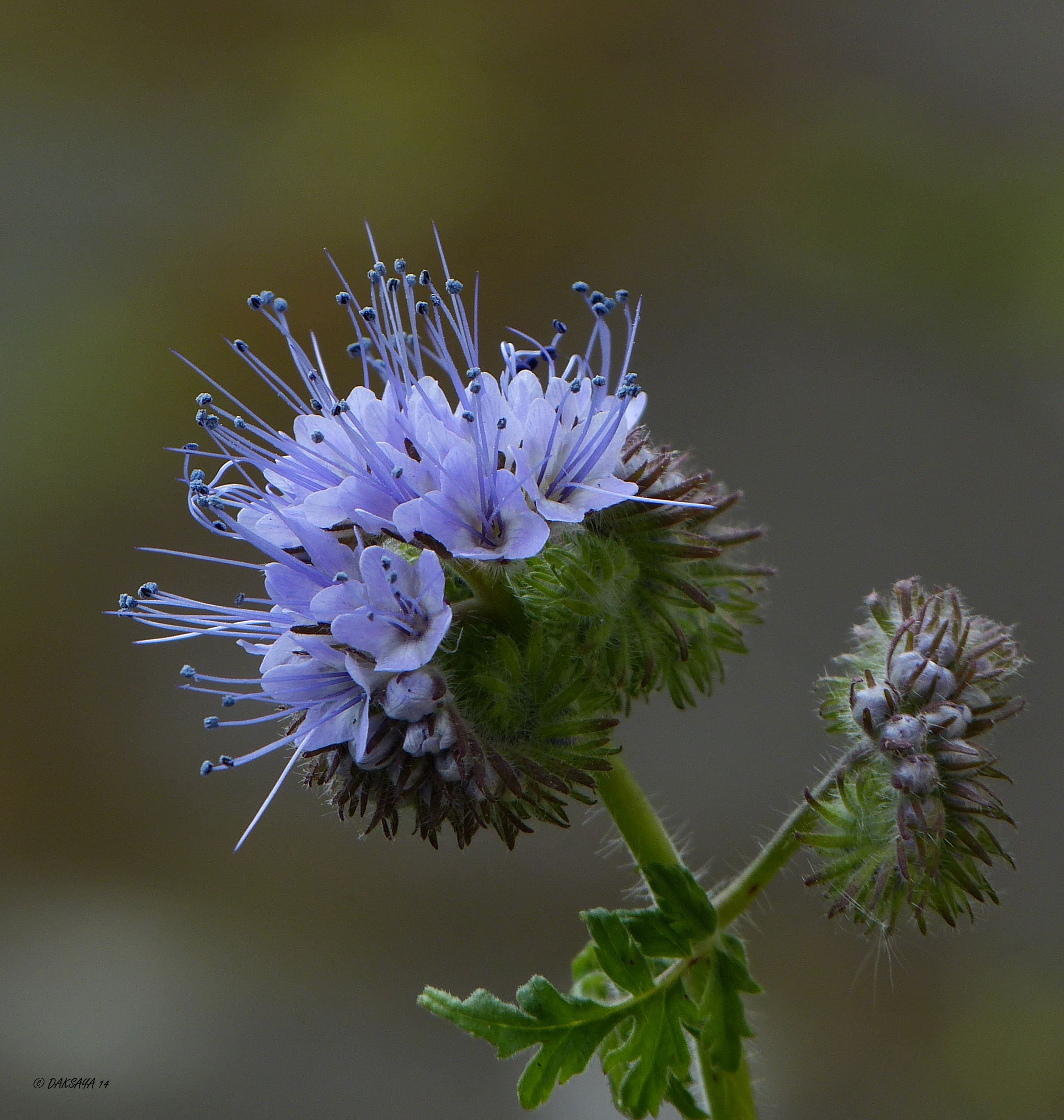 Phacelia