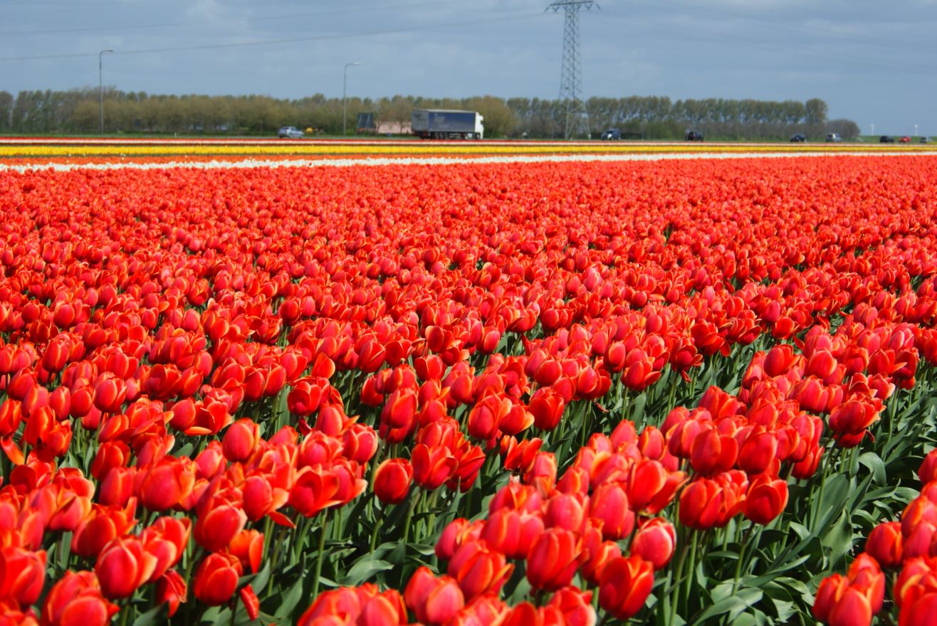  Tulpen-Zeeland
