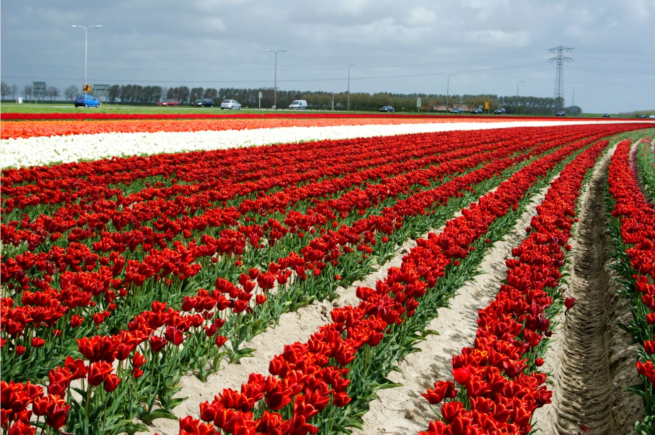  Tulpen-Zeeland