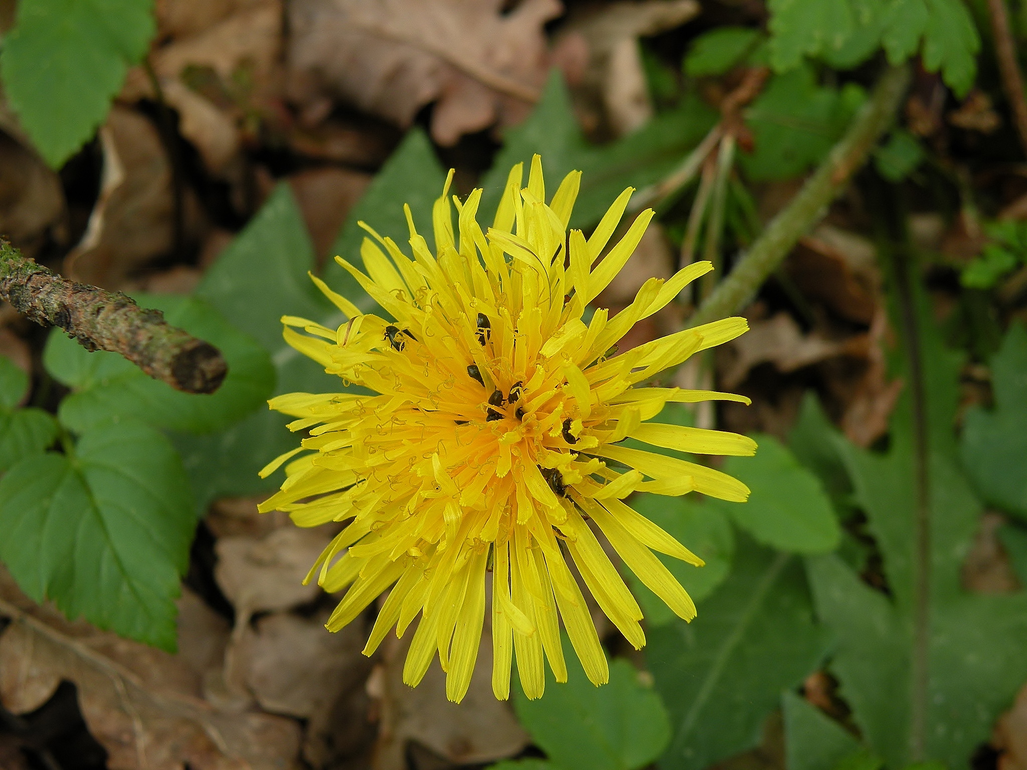 Gisteravond in het bos