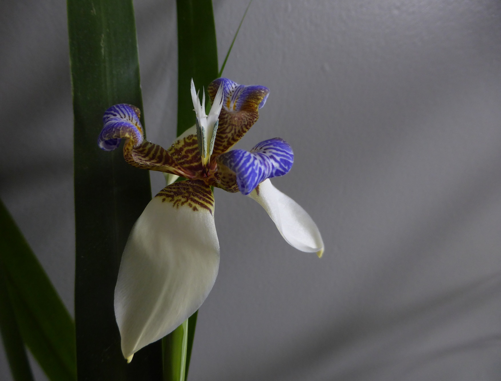 Walking Iris of Apostle plant
