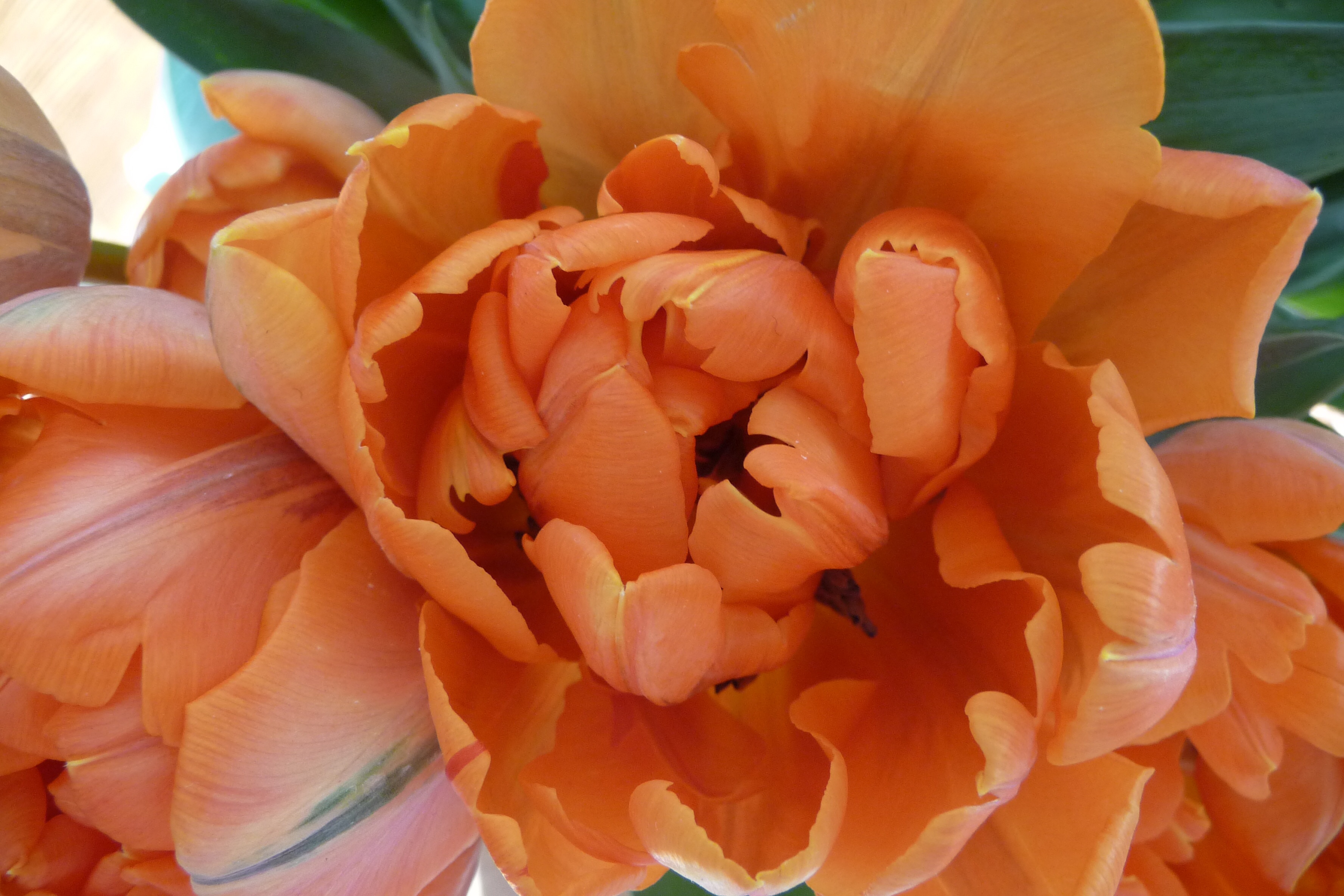 Oranje tulp