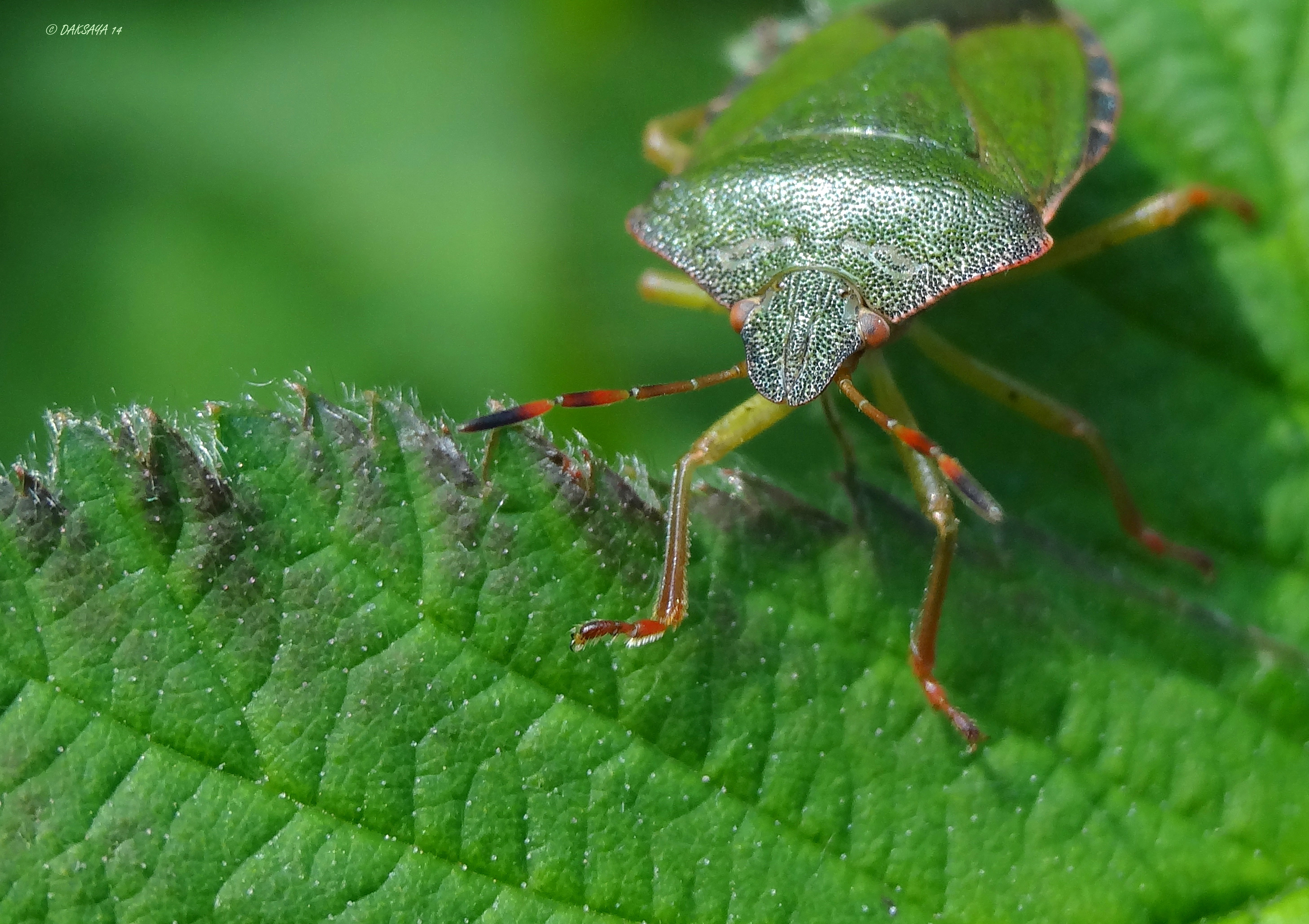 Groene stinkwants