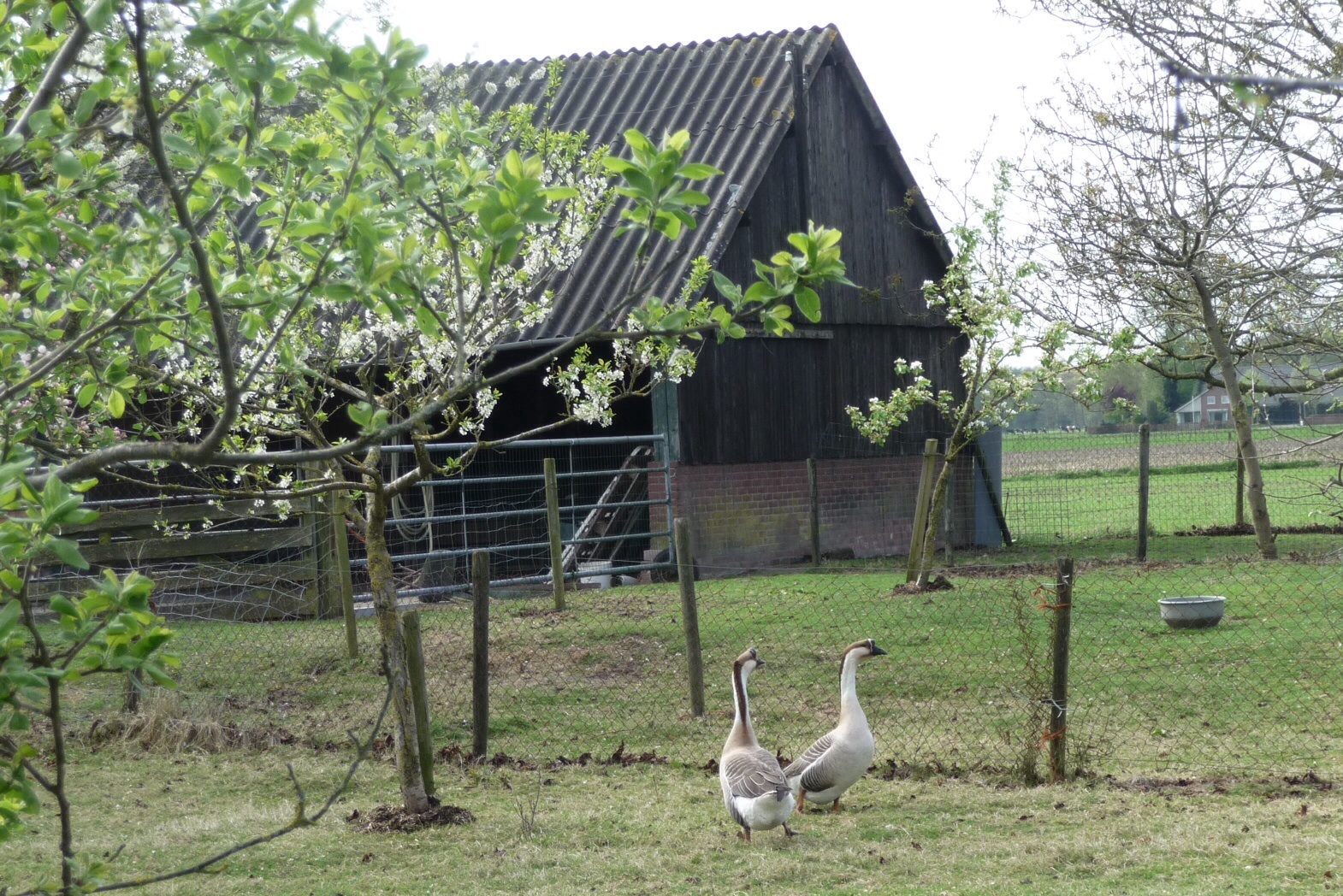 Twee ganzen in boomgaard