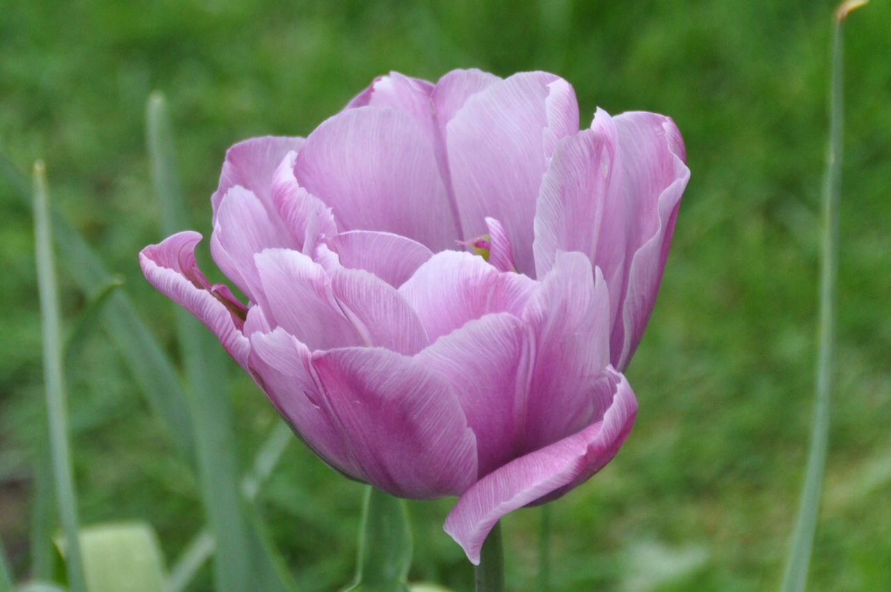 Roze tulp