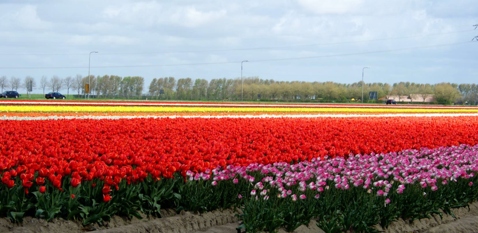  Tulpen-Zeeland