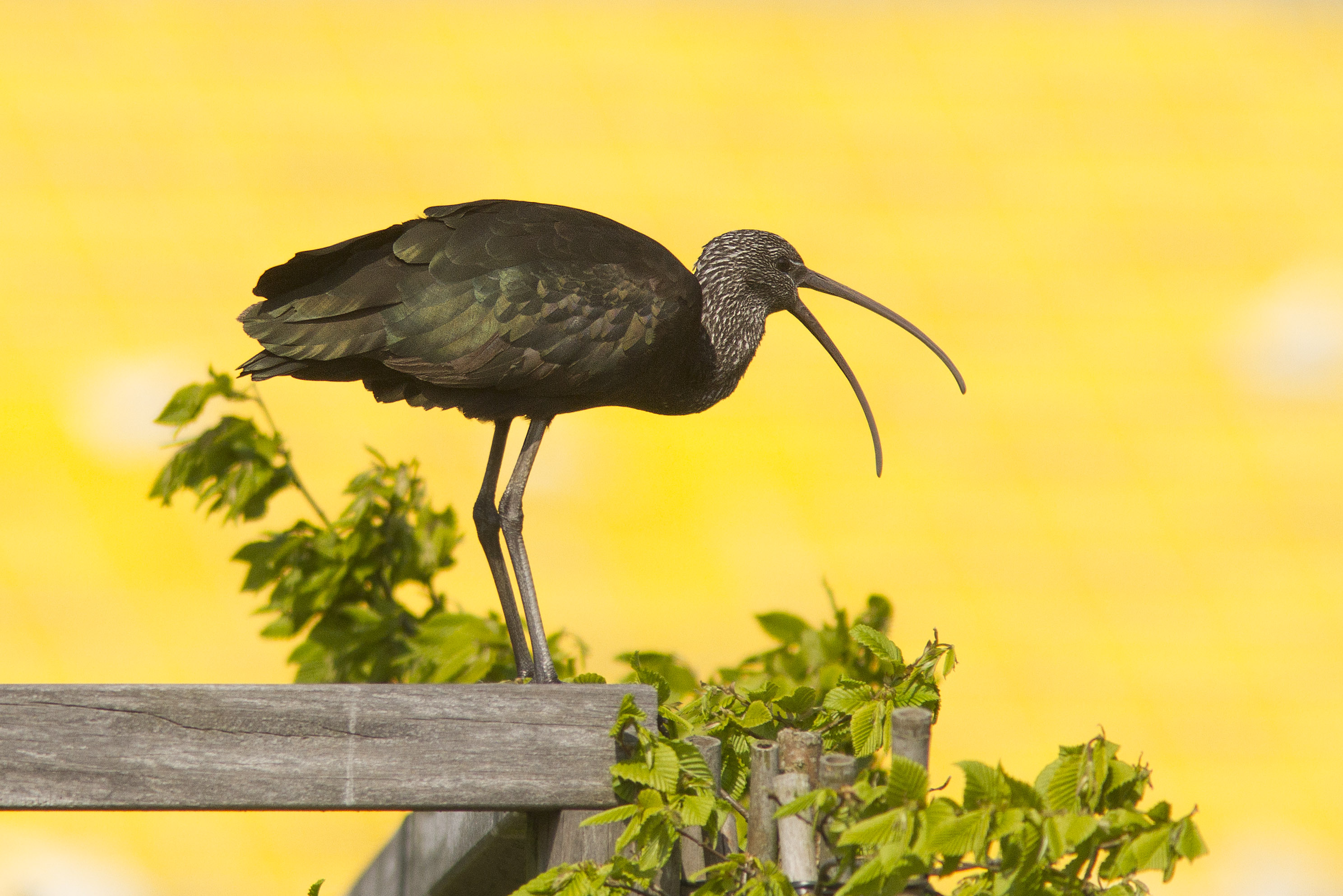 Zwarte Ibis in...