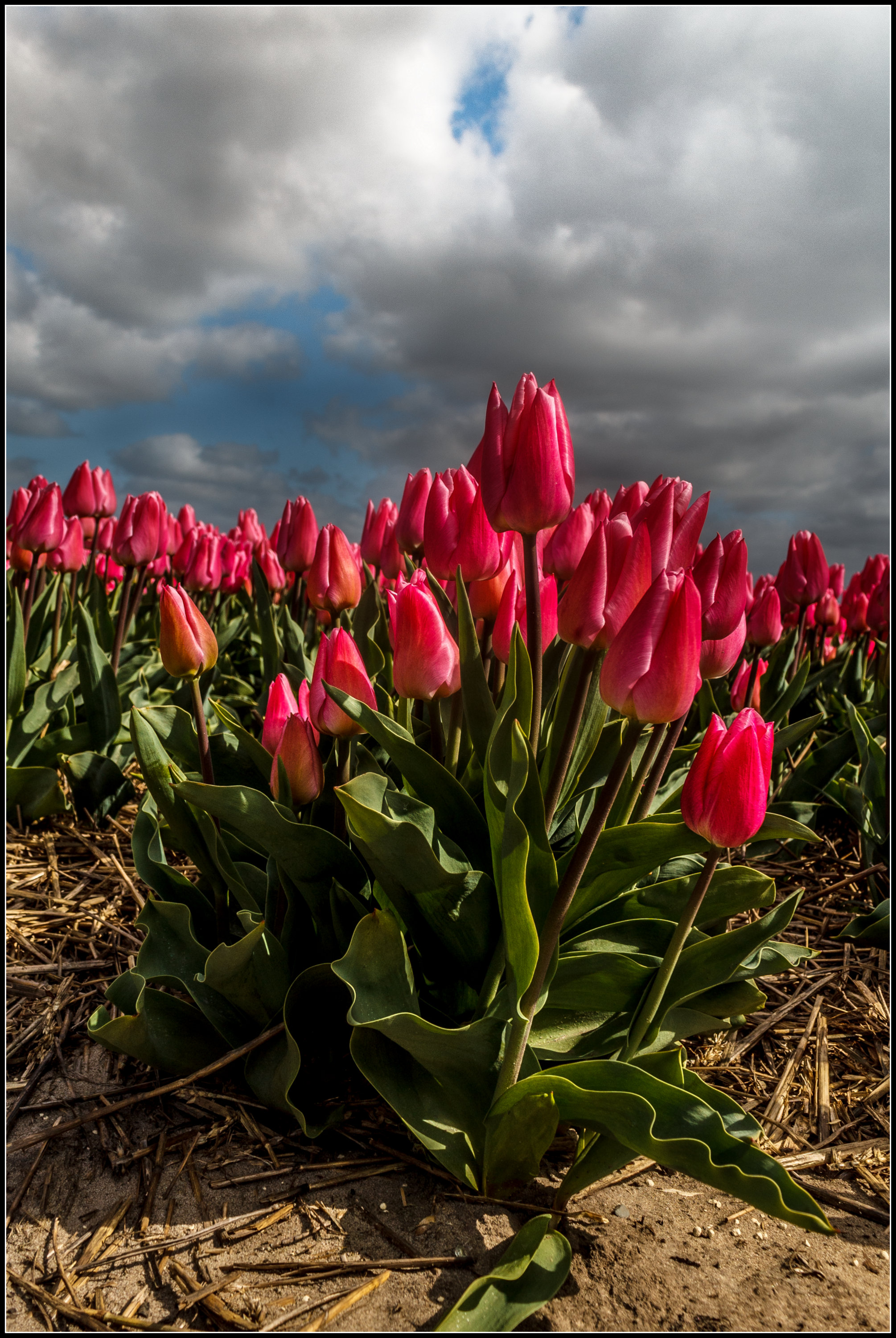 Bloeiend Zijpe (slot).