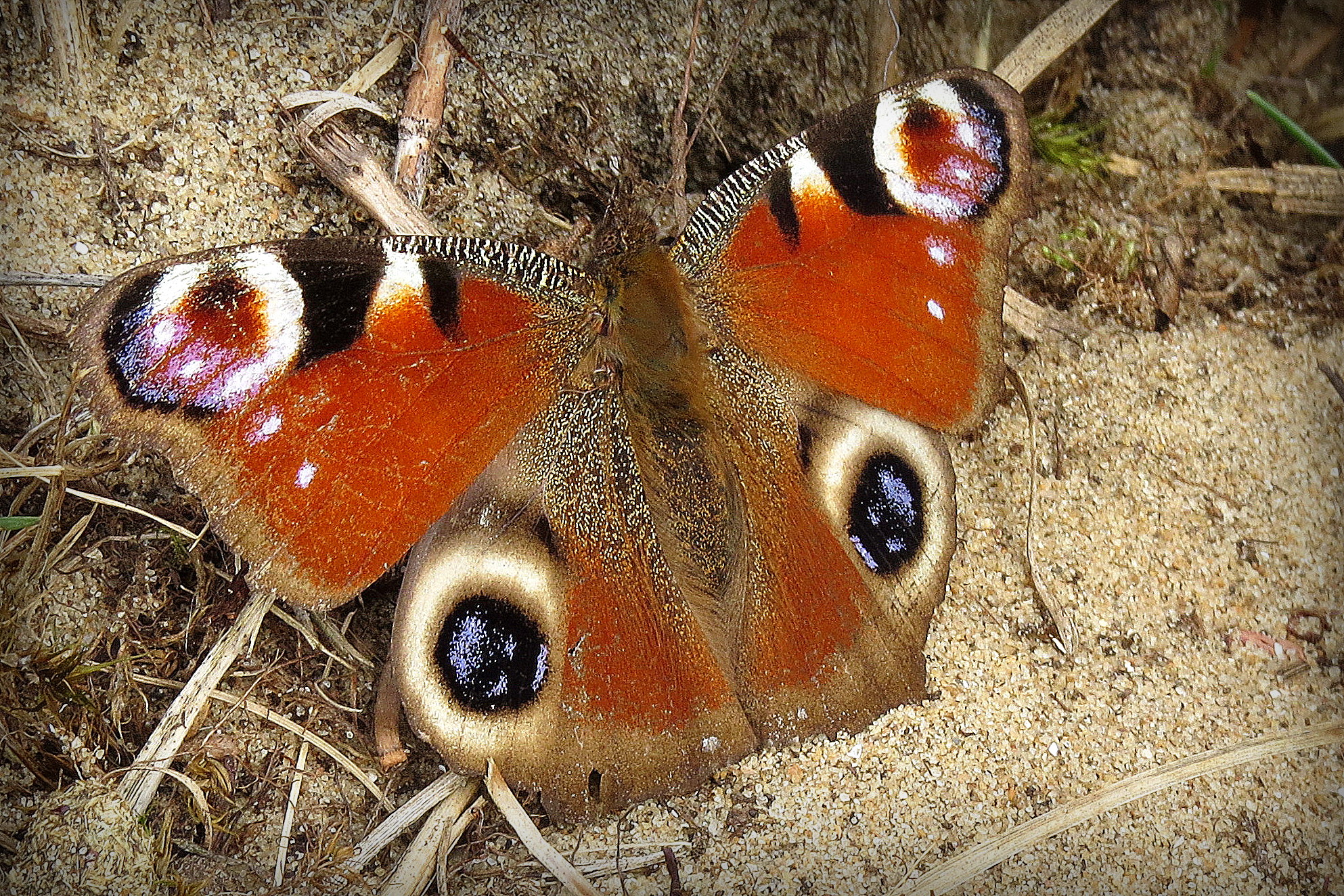 Algemeen maar zooo mooi!