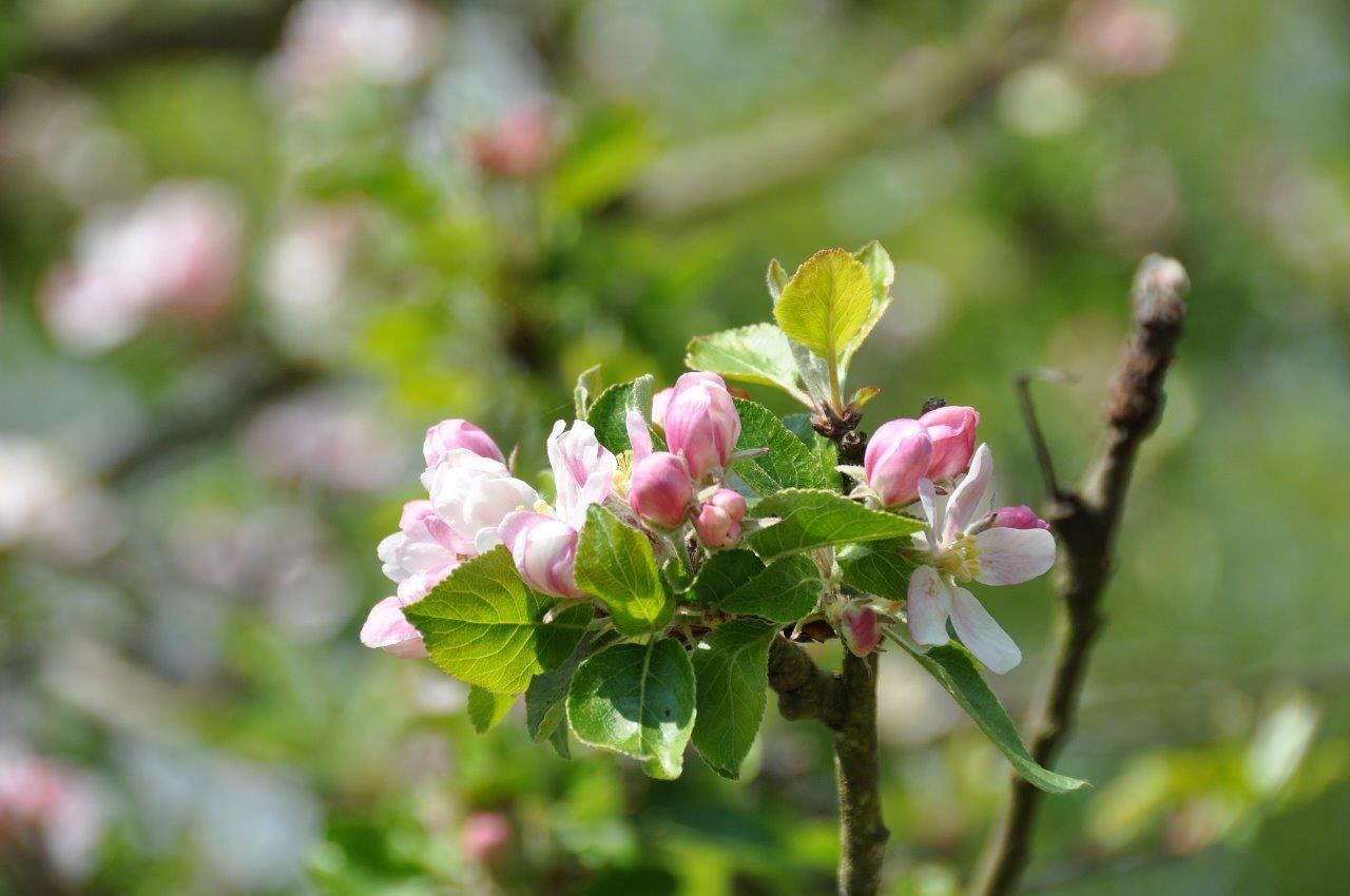 Appelbloesem 2
