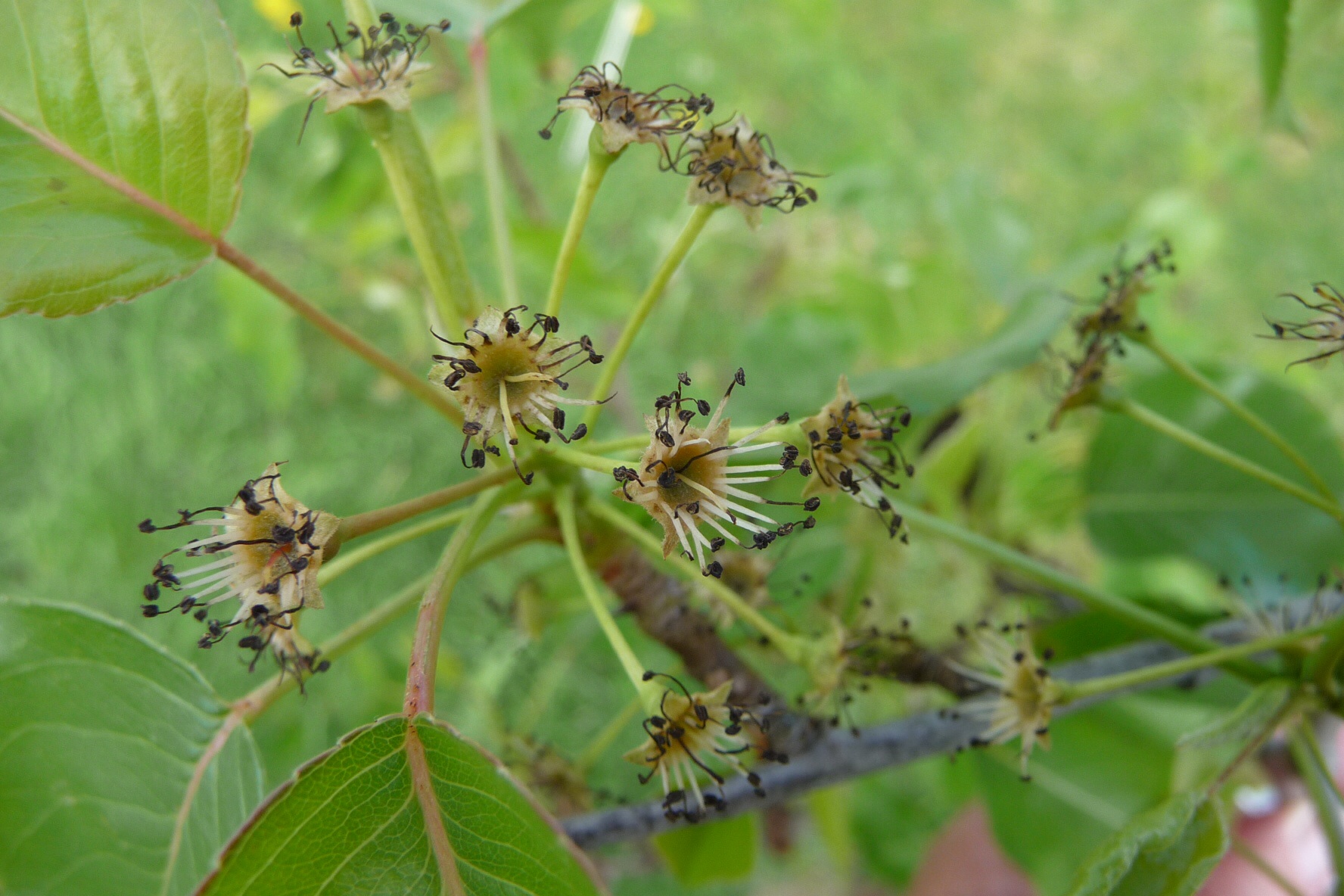 Uitgebloeide bloesem