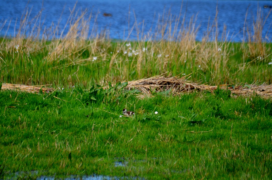 kleine nijlgans