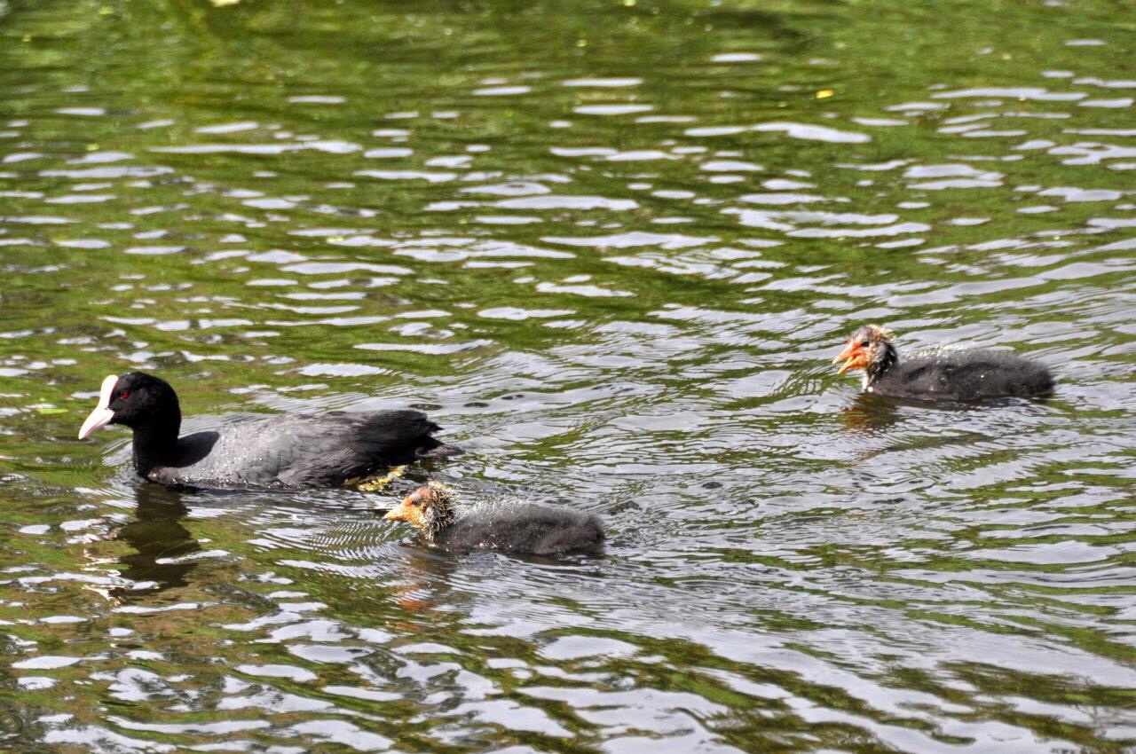Meerkoet met pulletjes 3