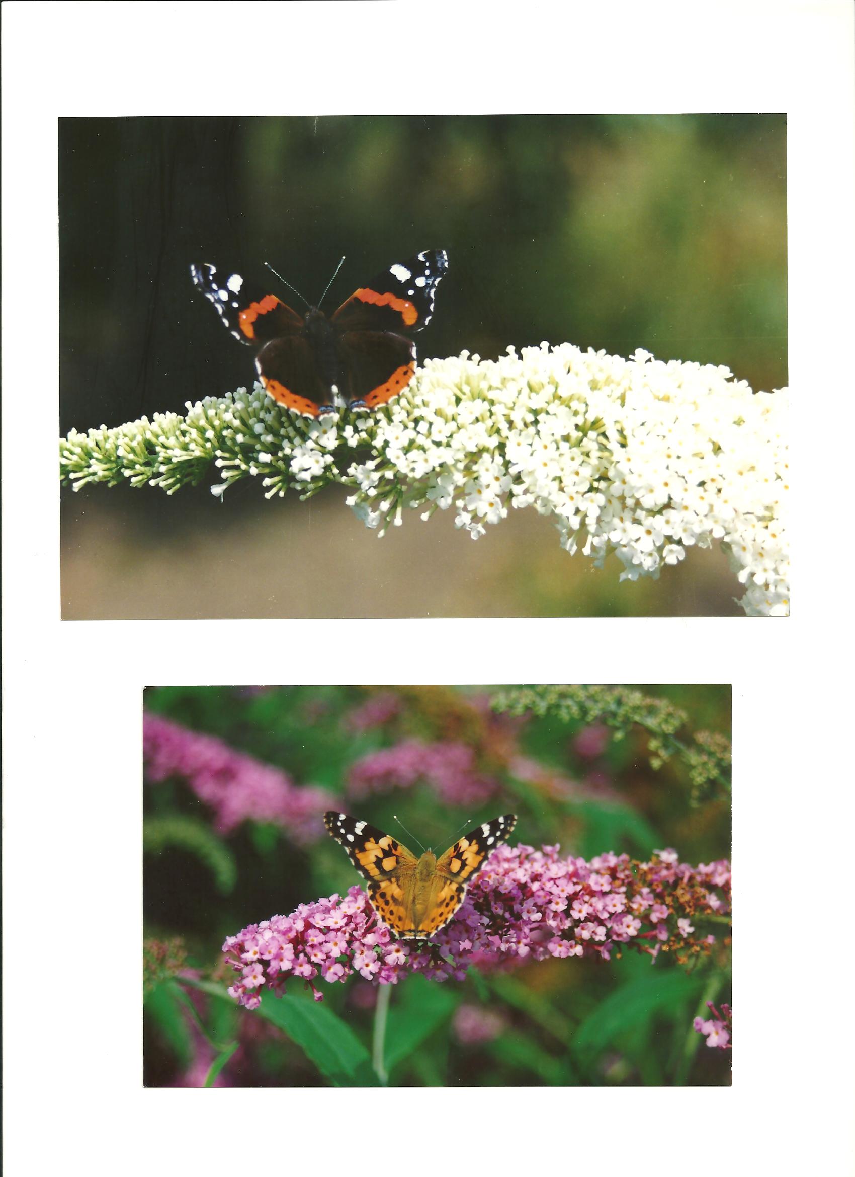 Atalanta en Distelvlinder