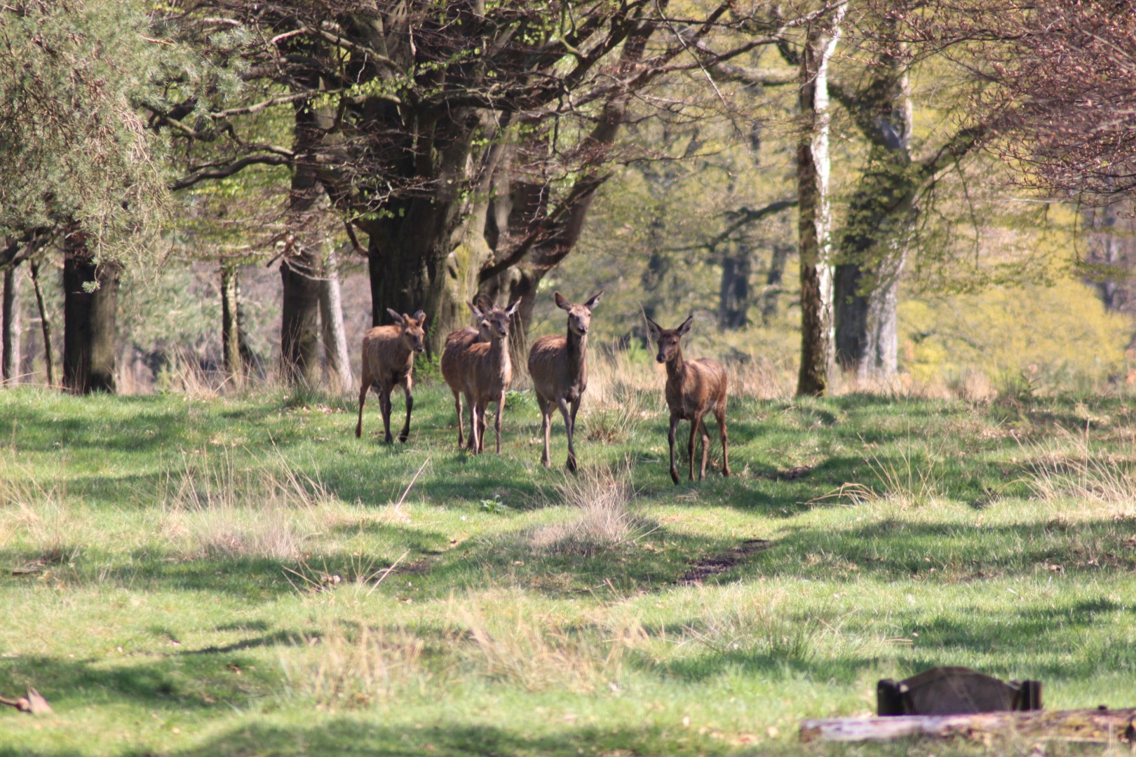 Edelherten  komen uit het bos