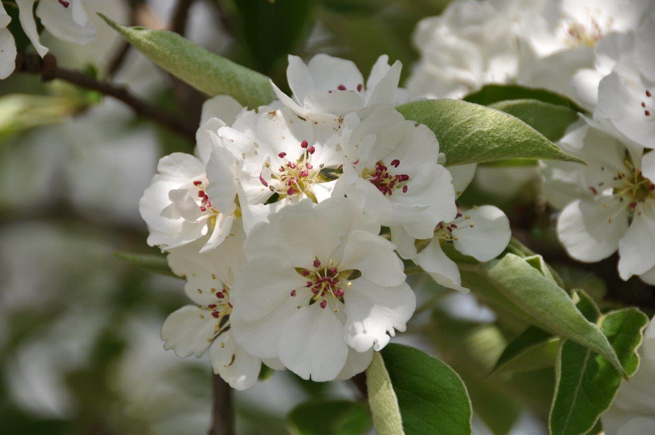 Perenbloesem met blad 4