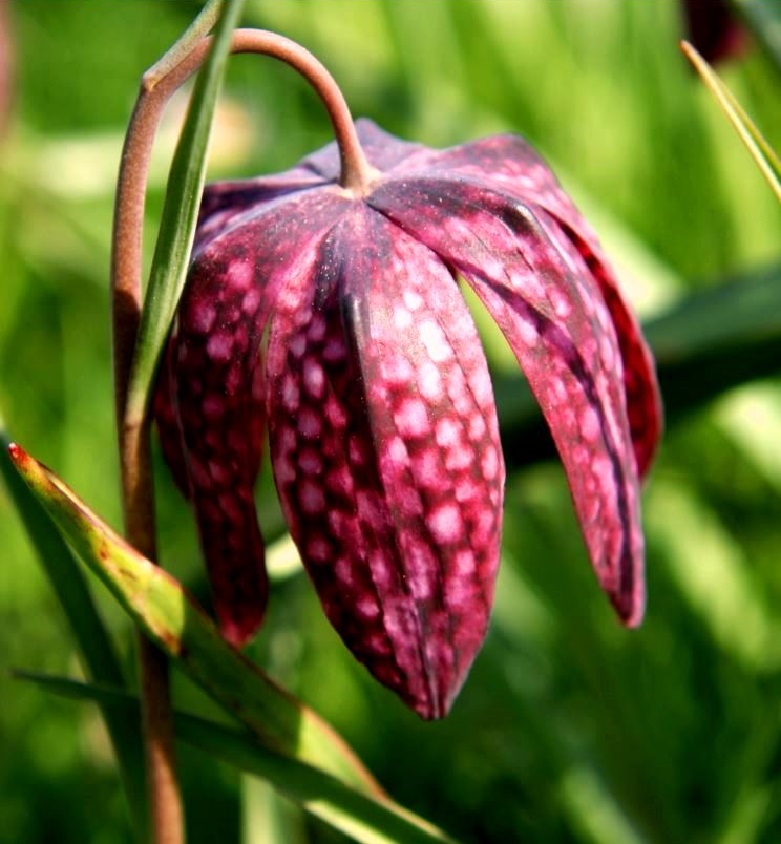 Kievitsbloem , fritillaria meleagris