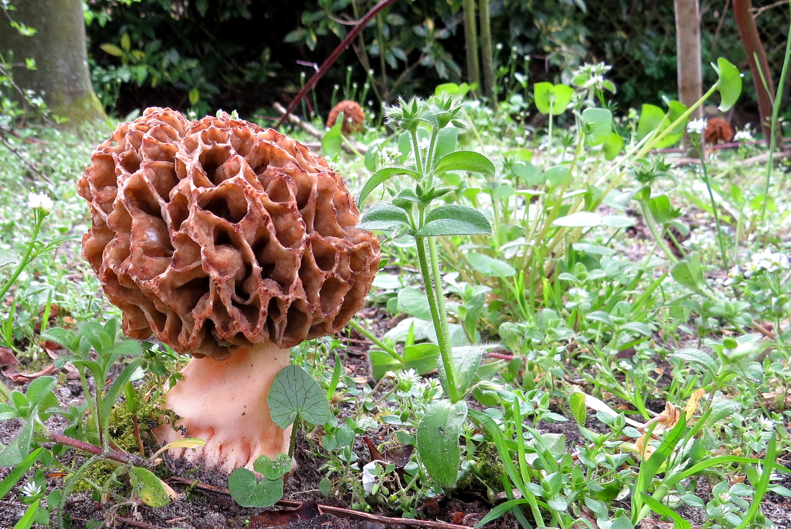 Eten uit het plantsoen