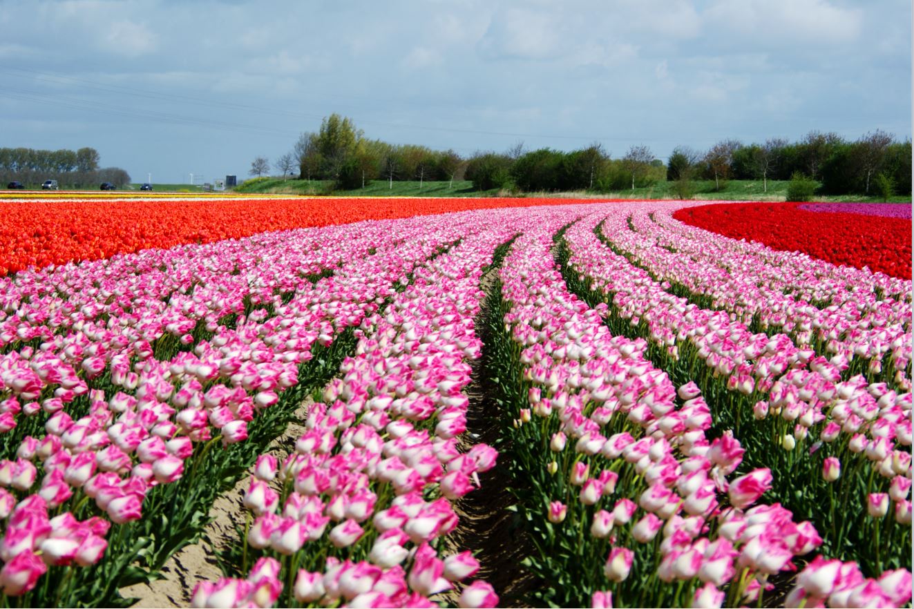  Tulpen-Zeeland