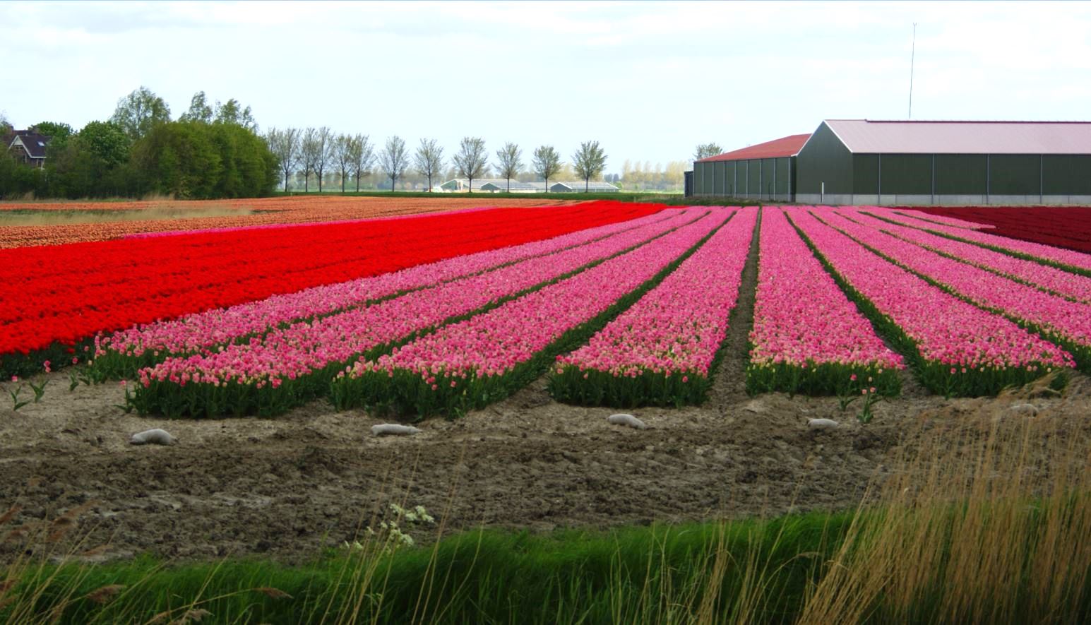  Tulpen-Zeeland