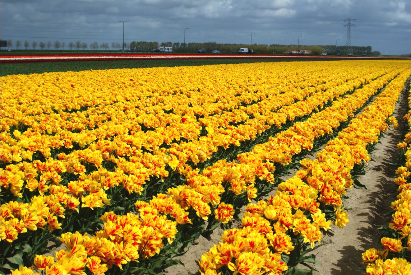  Tulpen-Zeeland