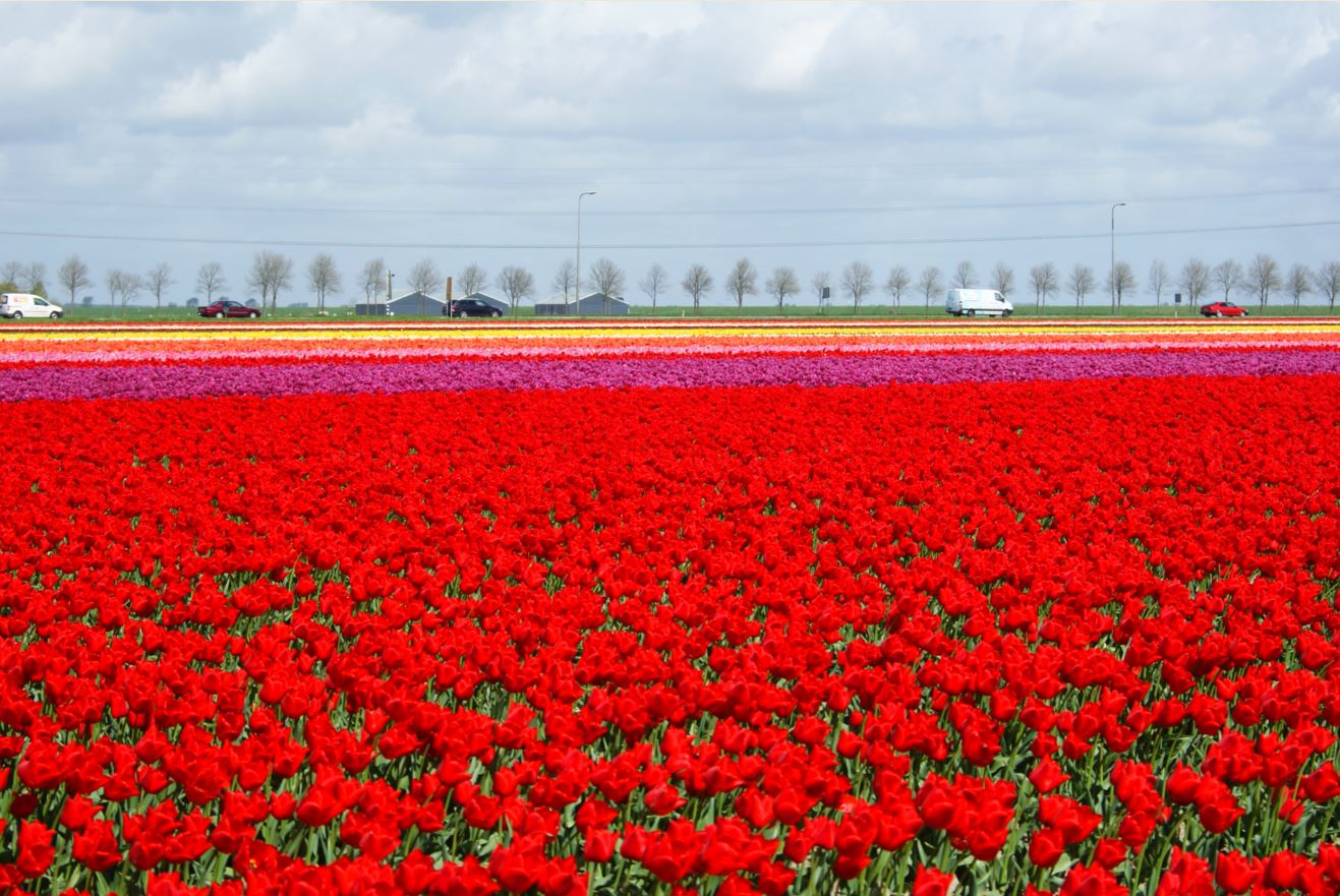  Tulpen-Zeeland