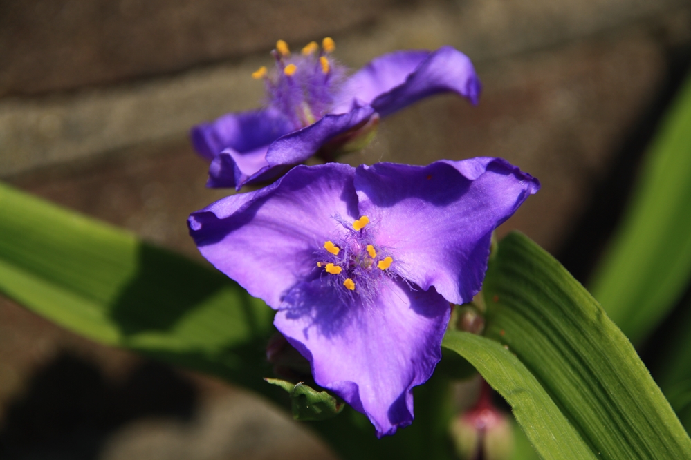Mozes in 't biezen mandje