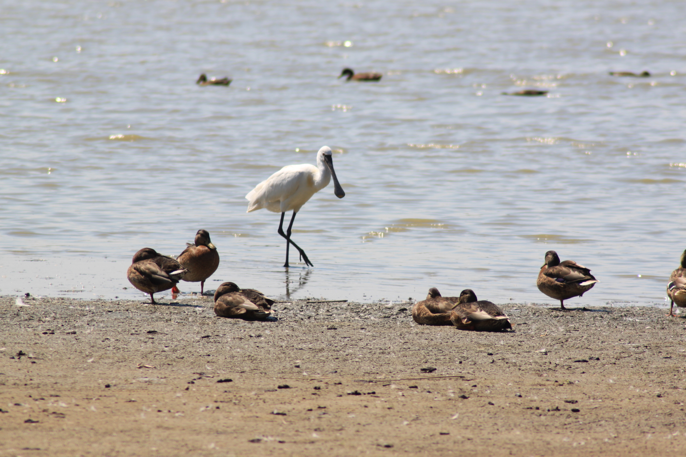 Lepelaar Oostvaardersplassen
