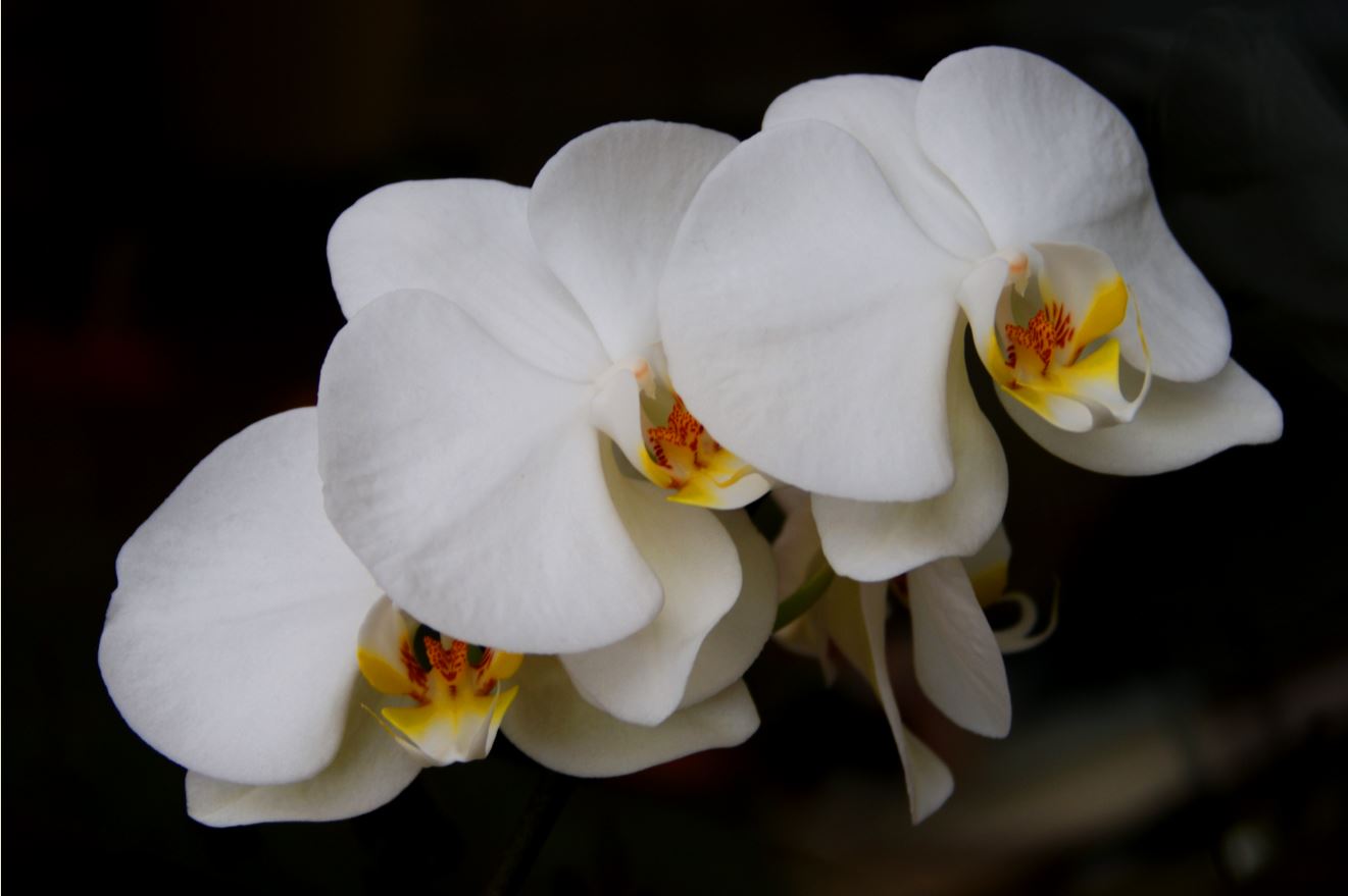 witte phalaenopsis