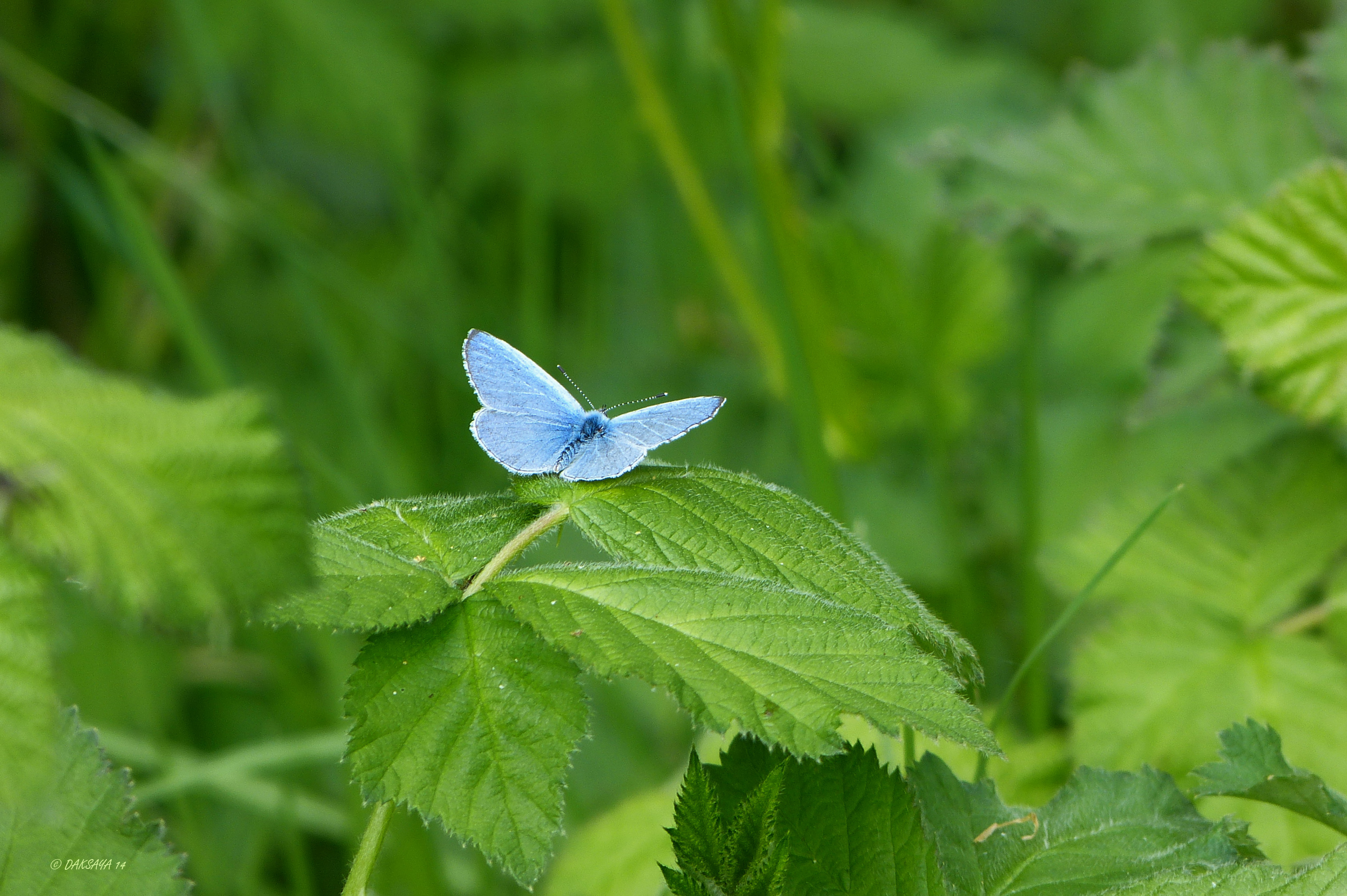 Blauwtje in het groen