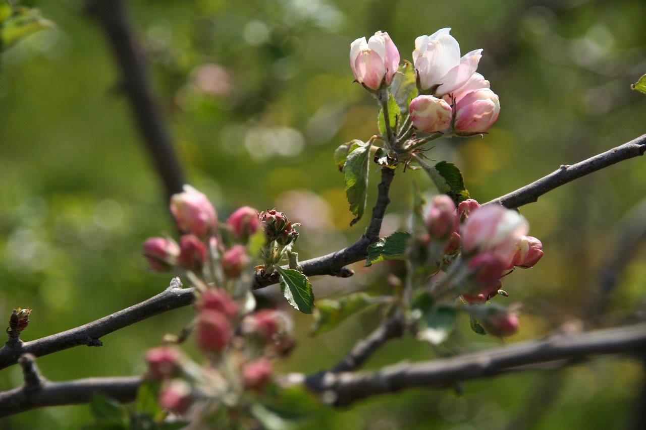 Appelbloesem