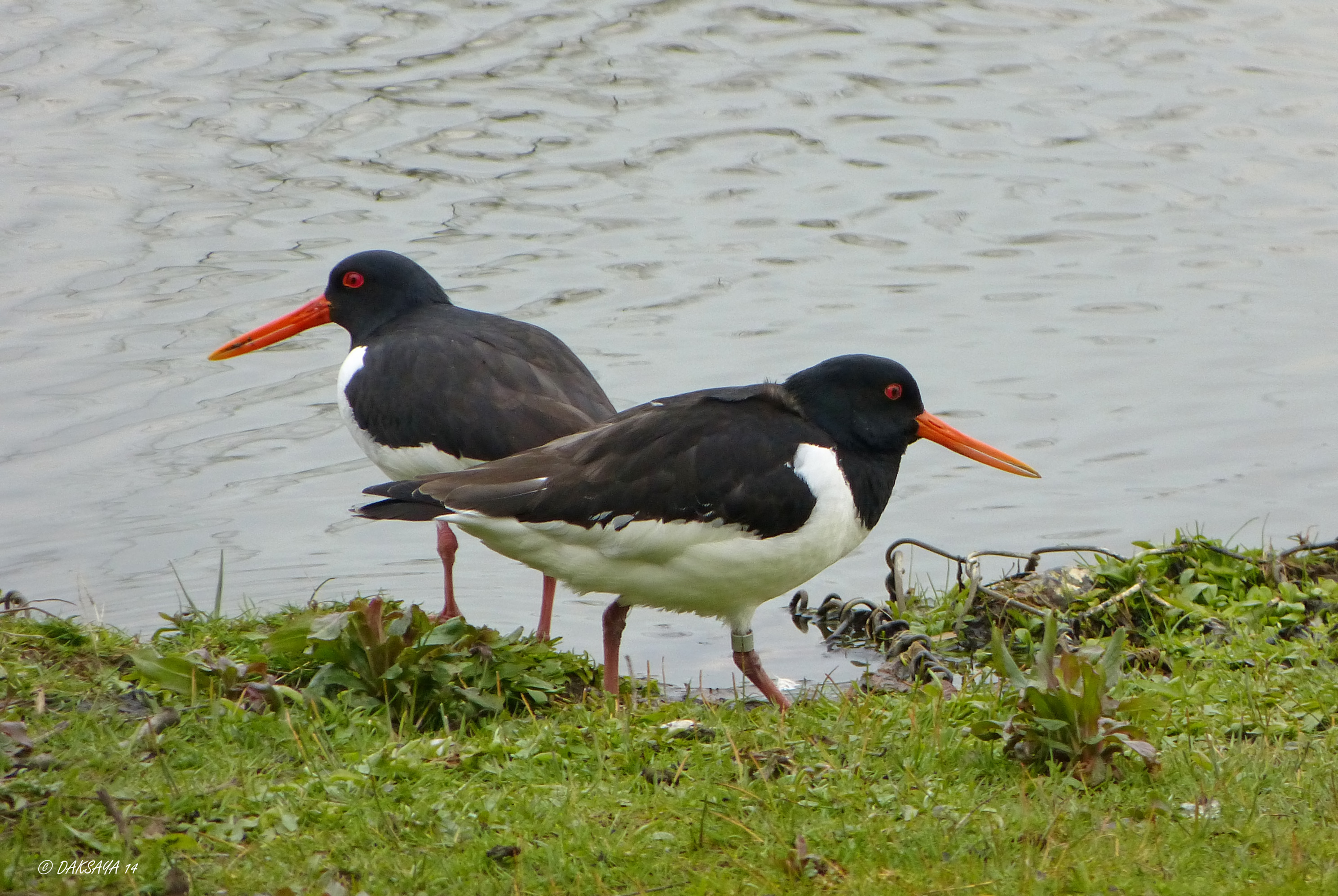Scholeksters
