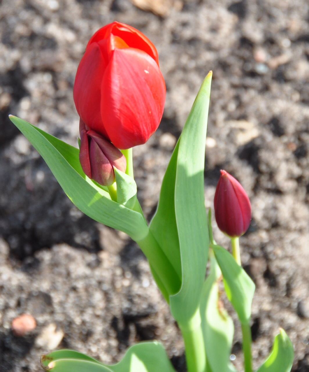 Tulpen 3